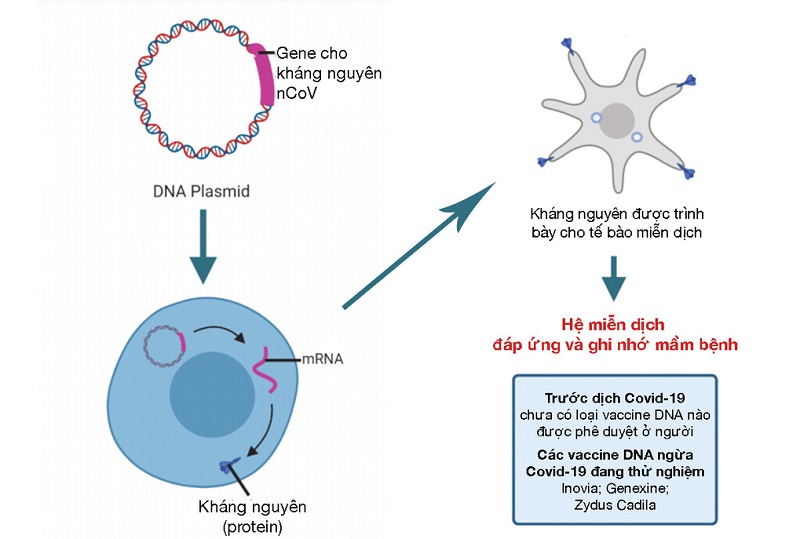 Hoạt động của vaccine DNA Covid: ZyCoV-D